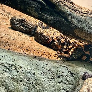Reticulate gila monster (Heloderma suspectum)