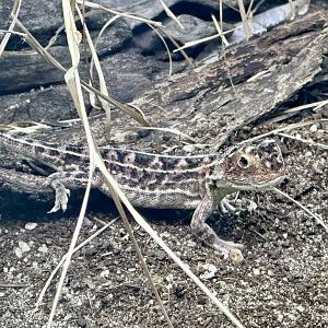 Canberra grassland earless dragon (Tympanocryptis lineata)