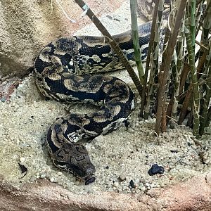 Dumeril’s boa (Acrantophis dumerili)