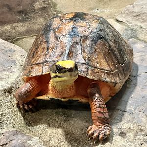 Chinese three-striped box turtle (Cuora trifasciata)