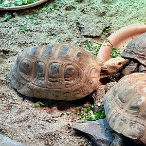 Elongate tortoise (Indotestudo elongata)