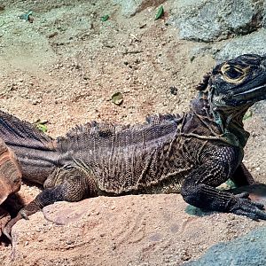 Philippine sail-finned water dragon (Hydrosaurus pustulatus)