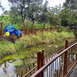 Wild Sea (New Guinea Fish Trap)