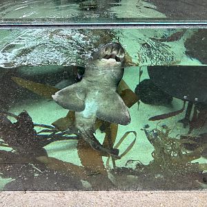Port Jackson shark (Heterodontus portusjacksoni)