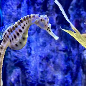 Pot-bellied sea horse (Hippocampus abdominalis)