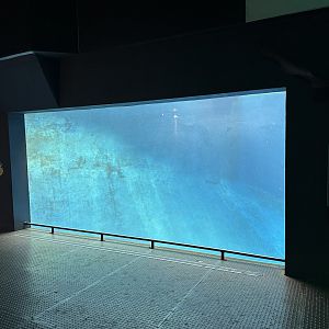 Pinniped Underwater Viewing Window