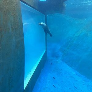 Pinniped Underwater Viewing Window