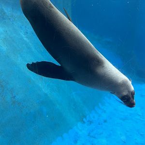 Bella (Australian sea lion)