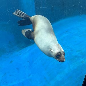 Bella (Australian sea lion)