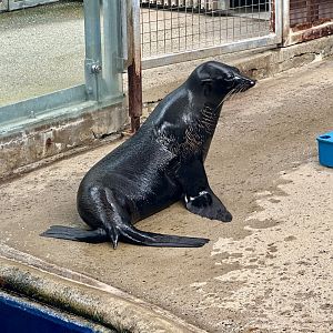 Iha (New Zealand fur seal)