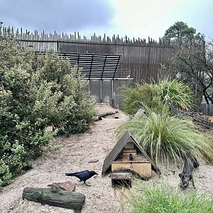 Little Blue Penguin Exhibit