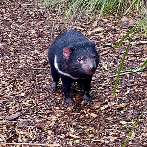 Tasmanian devil (Sarcophilus harrisii)