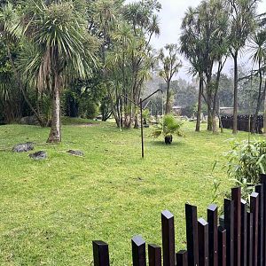 Aldabra Giant Tortoise Exhibit