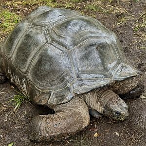 Aldabra Giant Tortoise Exhibit (Aldabrachelys gigantea)