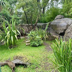 Horsfield’s Tortoise Exhibit