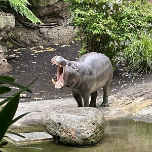 Felix (Pygmy Hippopotamus)