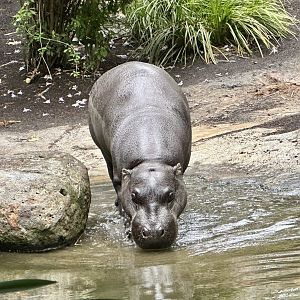 Felix (Pygmy Hippopotamus)