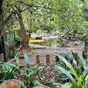 Second Pygmy Hippopotamus Exhibit