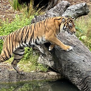 Indrah (Sumatran Tiger)