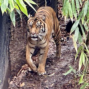 Indrah (Sumatran Tiger)