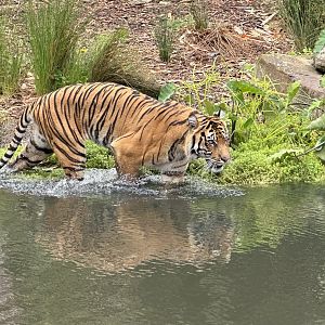 Indrah (Sumatran Tiger)