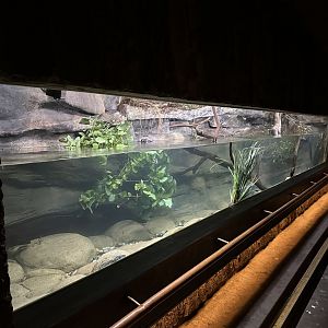 Platypus House (Underwater Viewing Window)