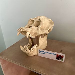 Sumatran Orangutan (Skull)
