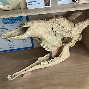 Rothschild’s Giraffe Skull