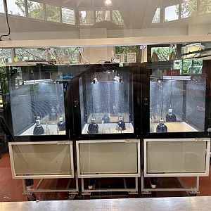 Canberra Grassland Earless Dragon Hatchery