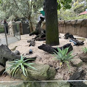 First Meerkat Exhibit