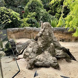 Third Meerkat Exhibit