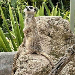 Slender-tailed meerkat (Suricata suricatta)