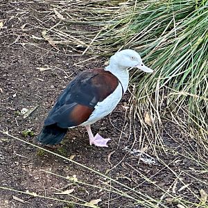 Radjah shelduck (Radjah radjah)