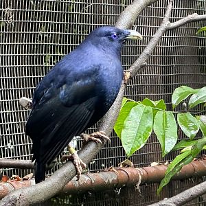 Male Satin bowerbird (Ptilinorhynchus violaceus)