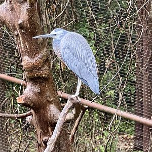 White-faced heron (Egretta novaehollandiae)