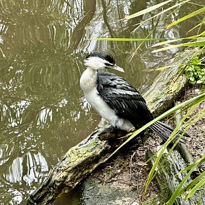 Little pied cormorant (Microcarbo melanoleucos)