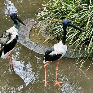 Black-necked stork (Ephippiorhynchus asiaticus)