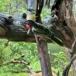 Regent honeyeater (Anthochaera phrygia)
