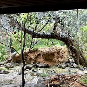 Regent Honeyeater Exhibit