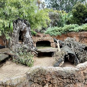 Southern Hairy-nosed Wombat Exhibit