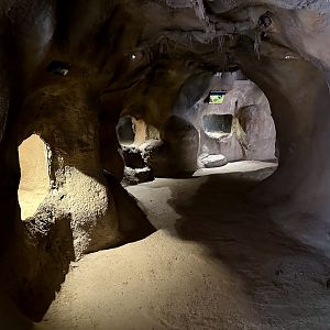 Wombat Viewing Tunnels