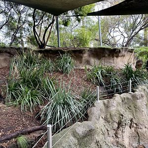 Tasmanian Devil Exhibit