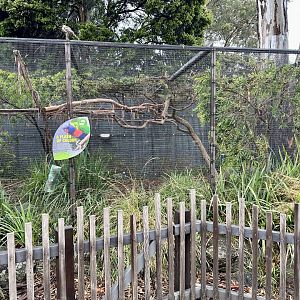 Rainbow Lorikeet Aviary