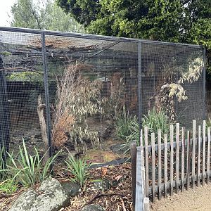 Tawny Frogmouth Aviary