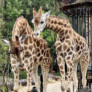 Nakuru and Klintun (Giraffes)