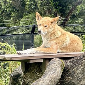 Dingo (Canis lupus dingo)