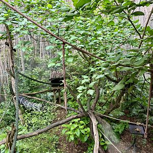 Emperor Tamarin Exhibit