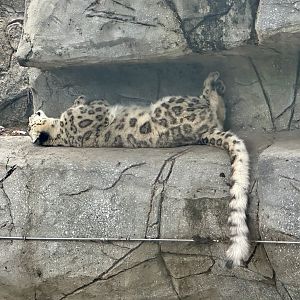 Miska (Snow Leopard)