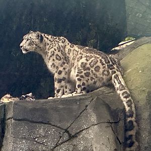 Kang Ju (Snow Leopard)
