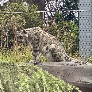 Kang Ju (Snow Leopard)